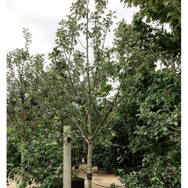 Malus d. 'Bramleys Seedling'