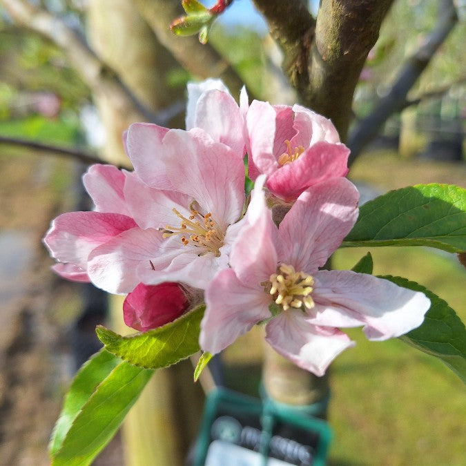 Malus d. 'Elstar'