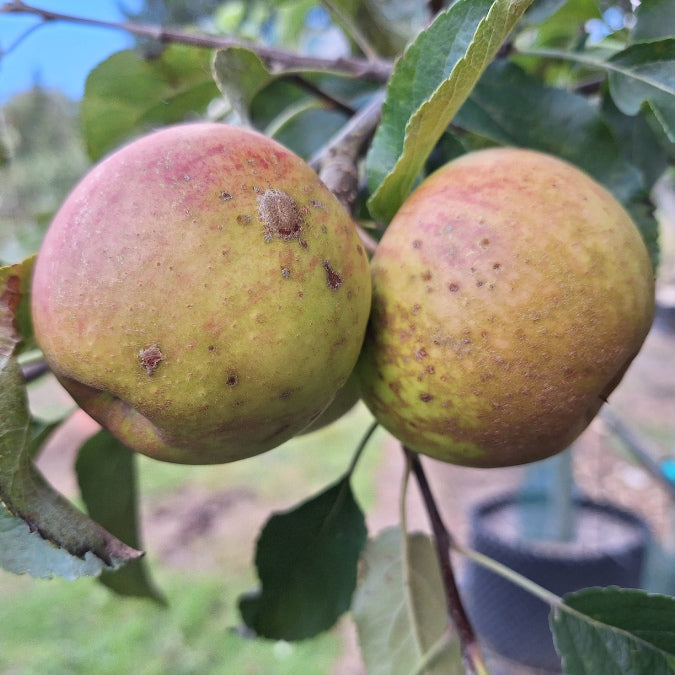 Malus d. 'Elstar'