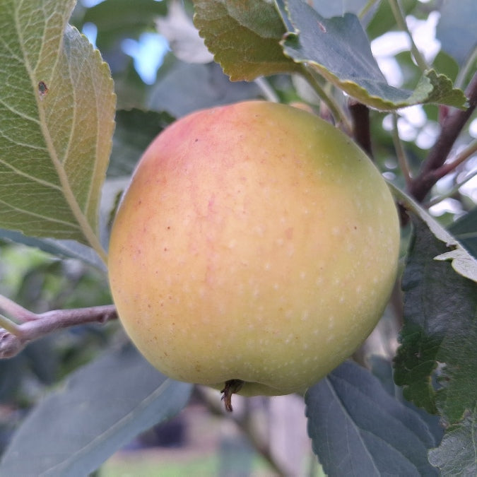 Malus d. 'James Grieve' (Pleached)
