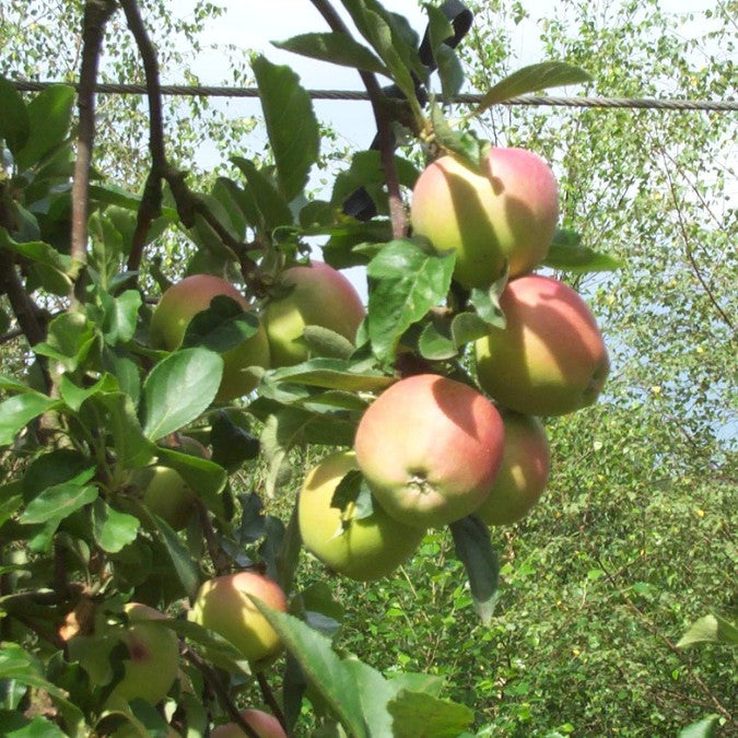 Malus d. 'Elstar'