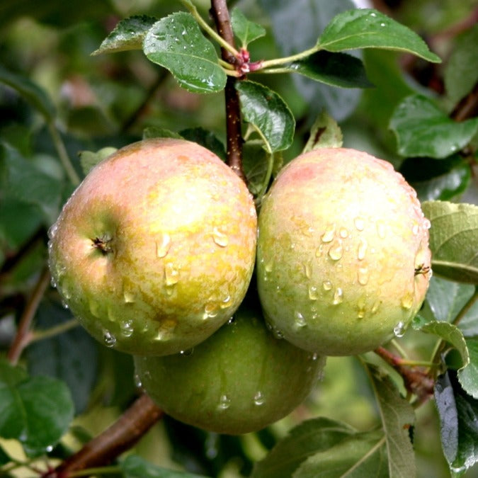 Malus domestica 'Fuji'