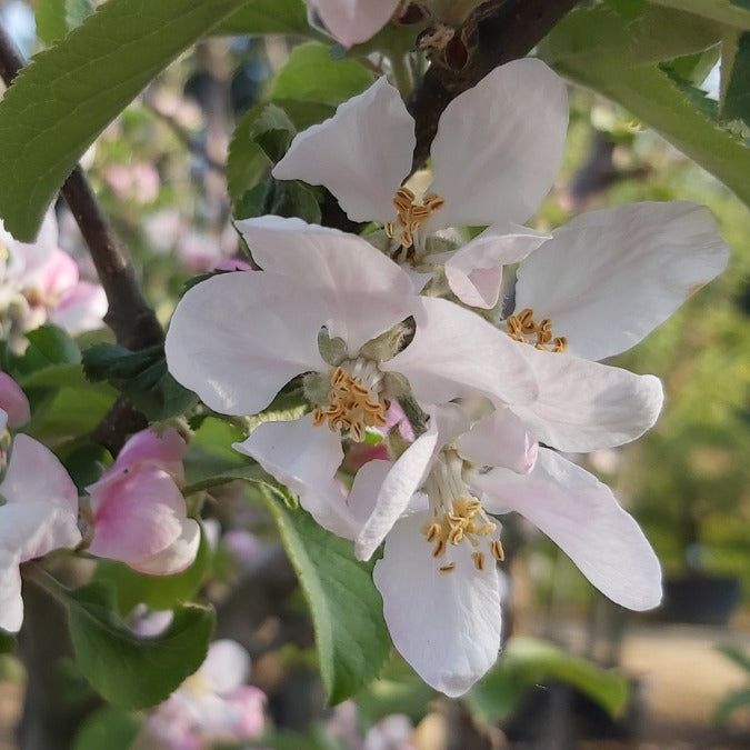 Malus domestica 'Fuji'
