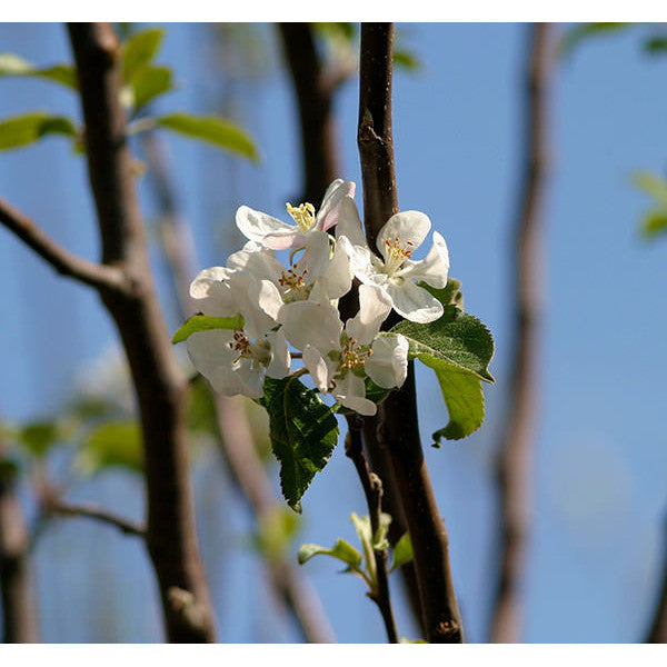 Malus d. 'Fuji'