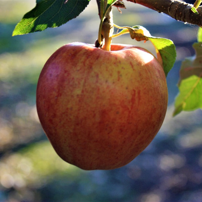 Malus domestica 'Fuji'