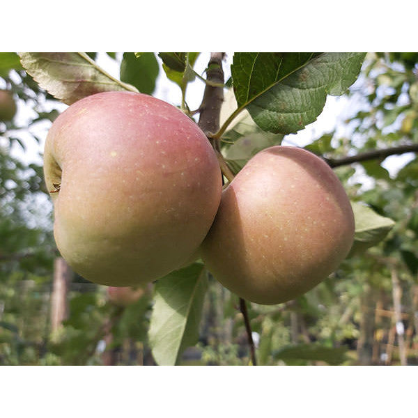 Malus d. 'Fuji'