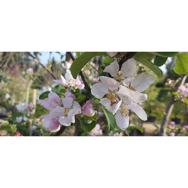 Malus d. 'Fuji'