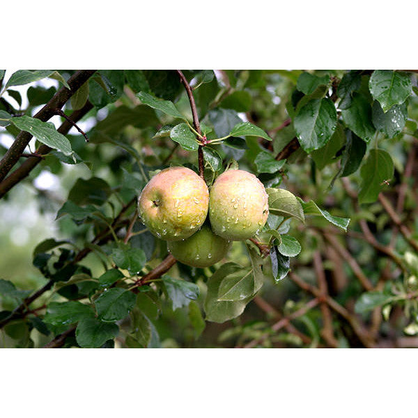 Malus d. 'Fuji'