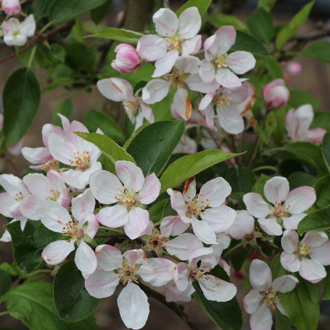 Malus d. 'Golden Delicious'