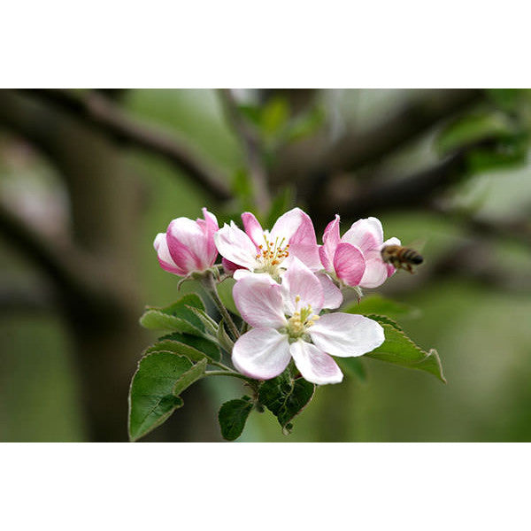 Malus d. 'Golden Delicious'