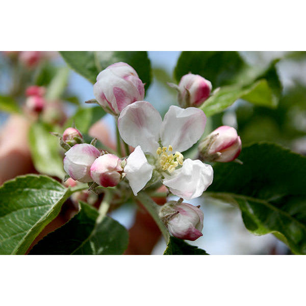 Malus d. 'Golden Delicious'