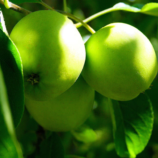 Malus d. 'Golden Delicious'