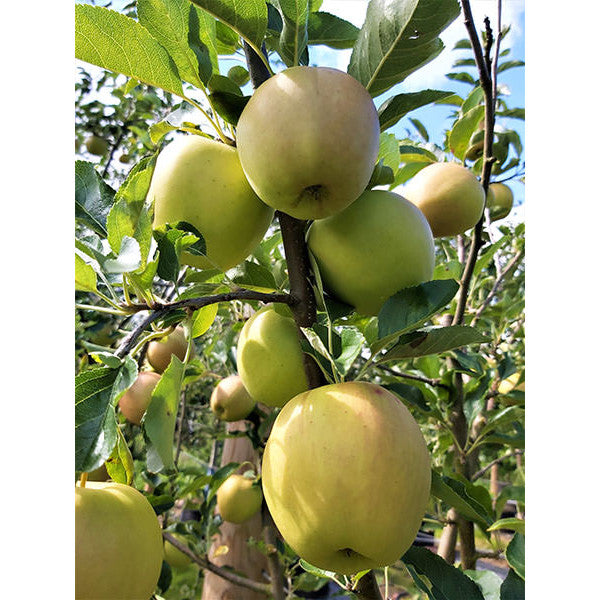 Malus d. 'Golden Delicious'