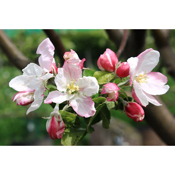 Malus d. 'Granny Smith'