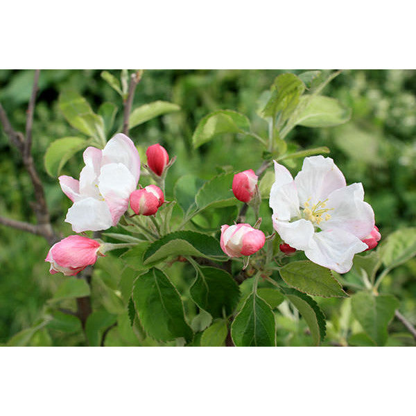 Malus d. 'Granny Smith'