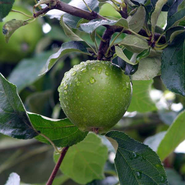 Malus d. 'Granny Smith'