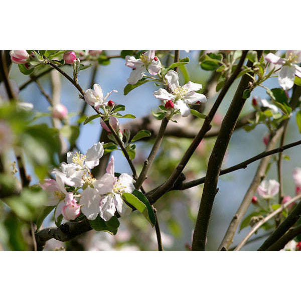 Malus d. 'Granny Smith'