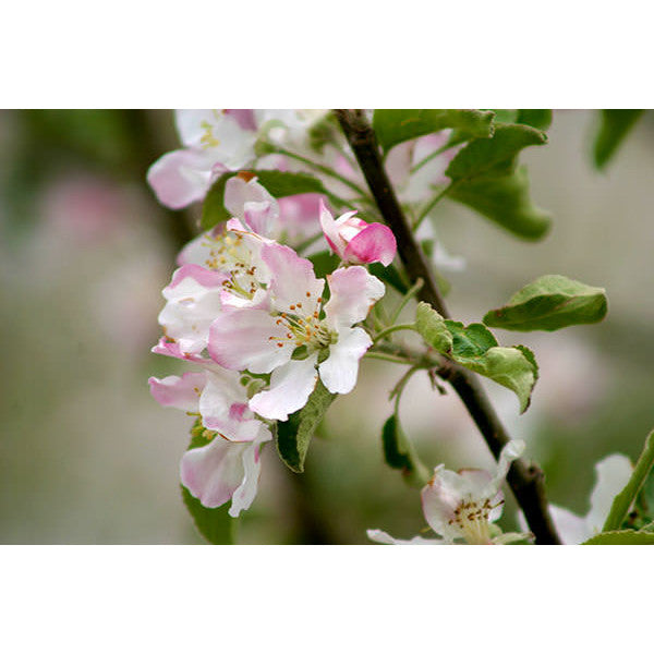 Malus d. 'Granny Smith'