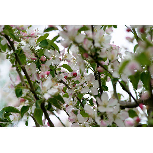 Malus d. 'Granny Smith'