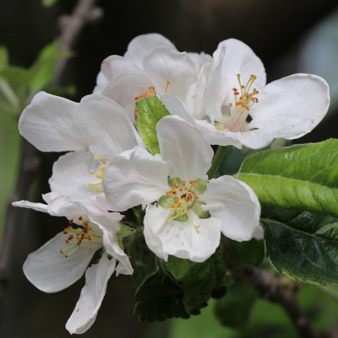 Malus d. 'King of the Pippins'