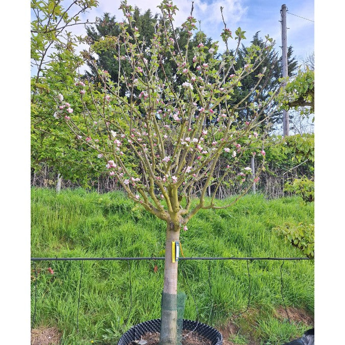 Malus d. 'King of the Pippins'