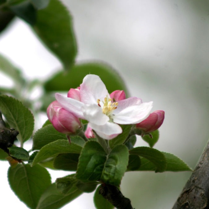 Malus d. 'King of the Pippins'