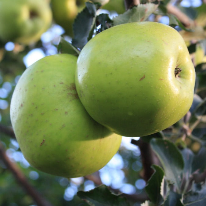Malus d. 'Reinette du Canada'