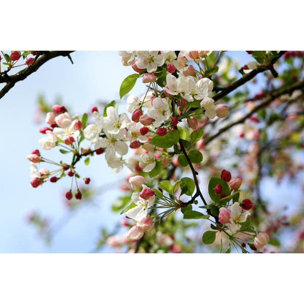 Malus 'Evereste'