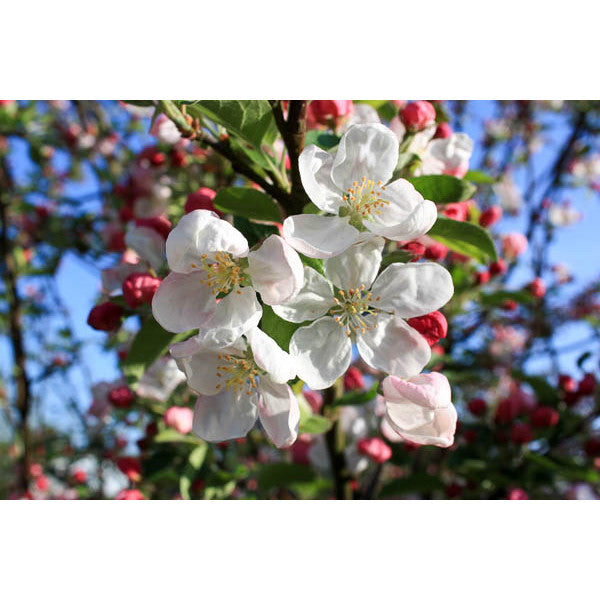 Malus 'Evereste'