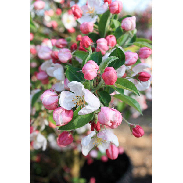 Malus 'Evereste'
