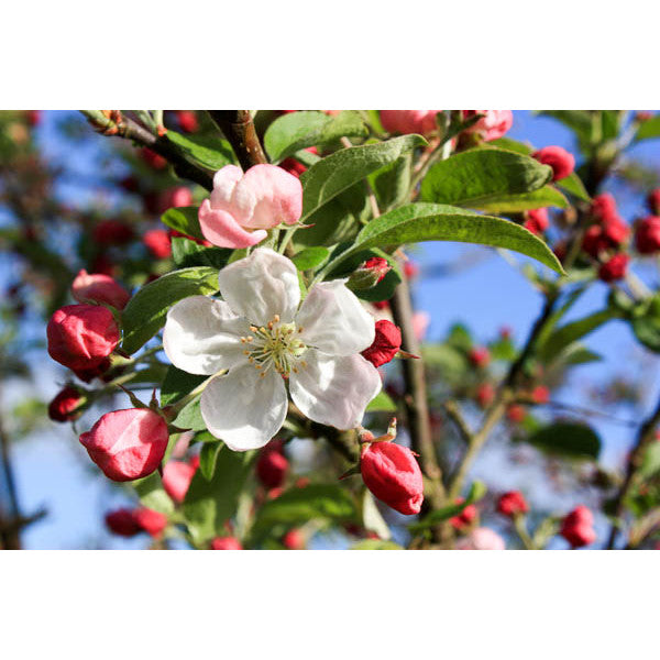 Malus 'Evereste'