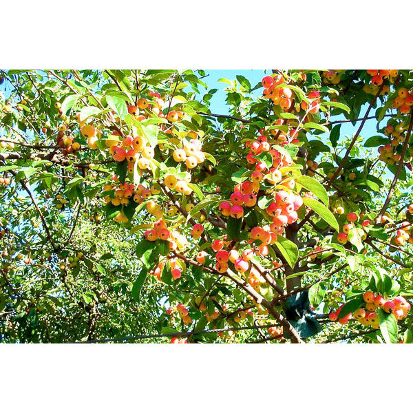 Malus 'Evereste'