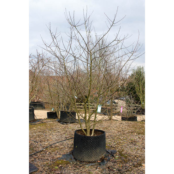 Malus 'Evereste'