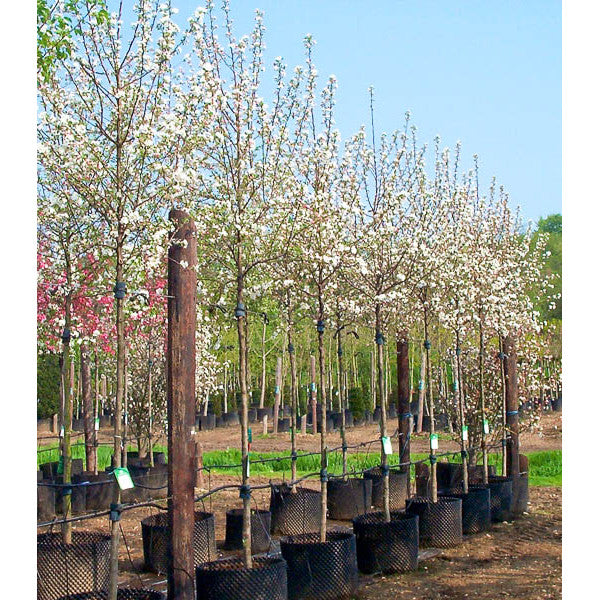 Malus 'Evereste'