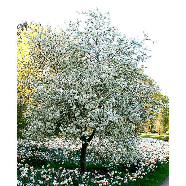 Malus 'Evereste'