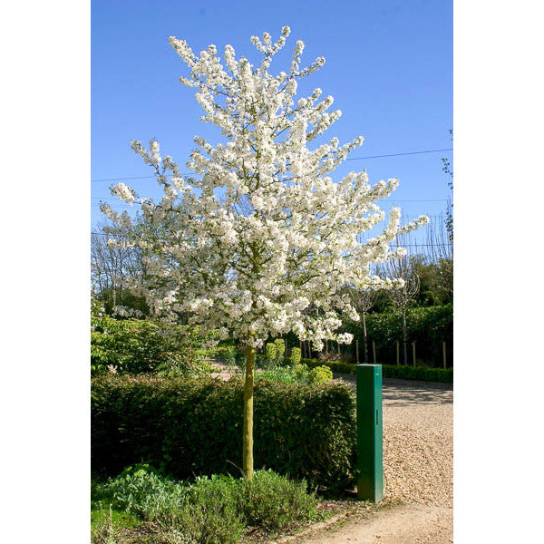 Malus 'Evereste'