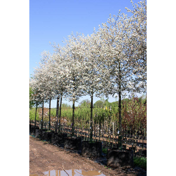 Malus 'Evereste'