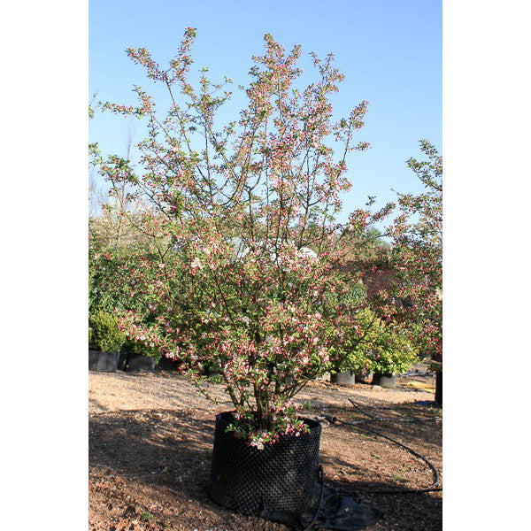Malus 'Evereste'