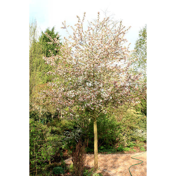 Malus 'Evereste'
