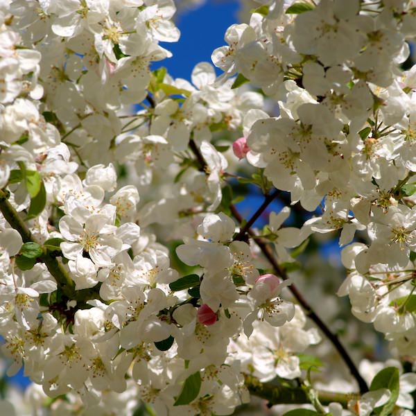 Malus 'Evereste'