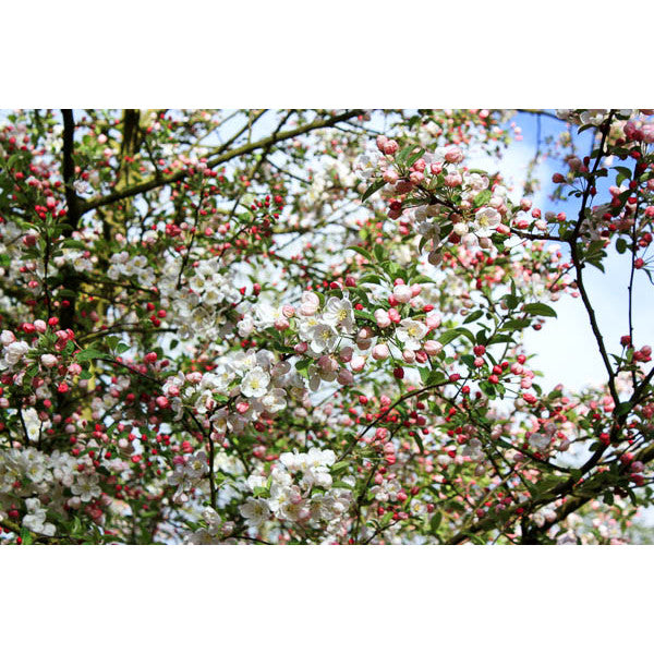Malus 'Evereste'
