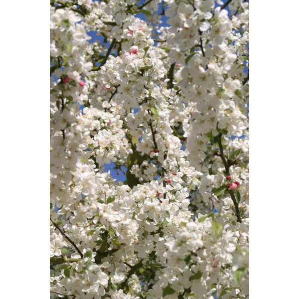 Malus 'Evereste'