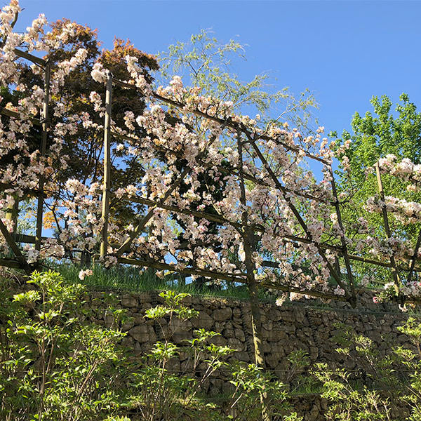 Malus 'Evereste' (Pleached)
