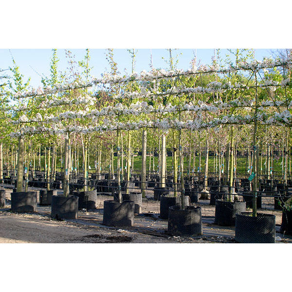 Malus 'Evereste' (Pleached)