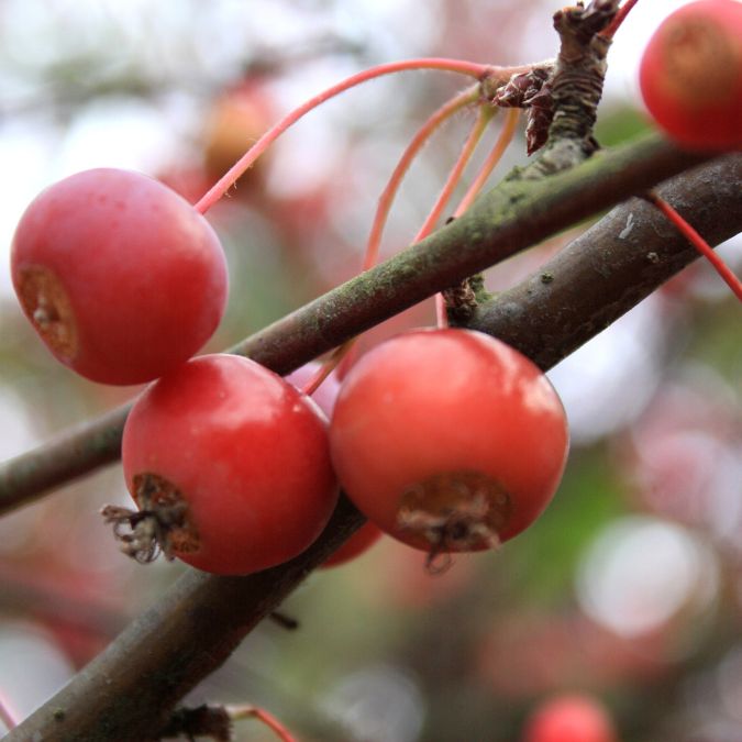 Malus x floribunda