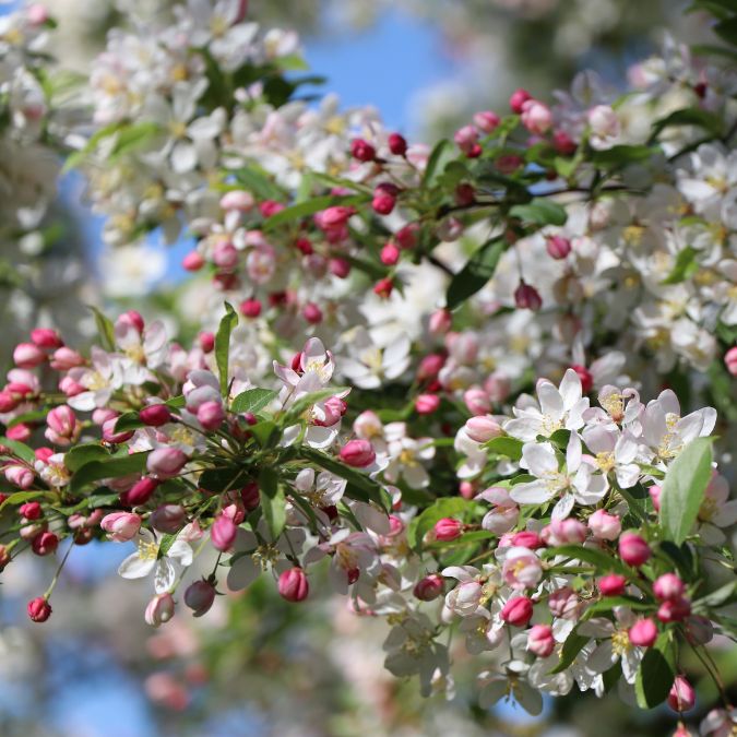 Malus x floribunda
