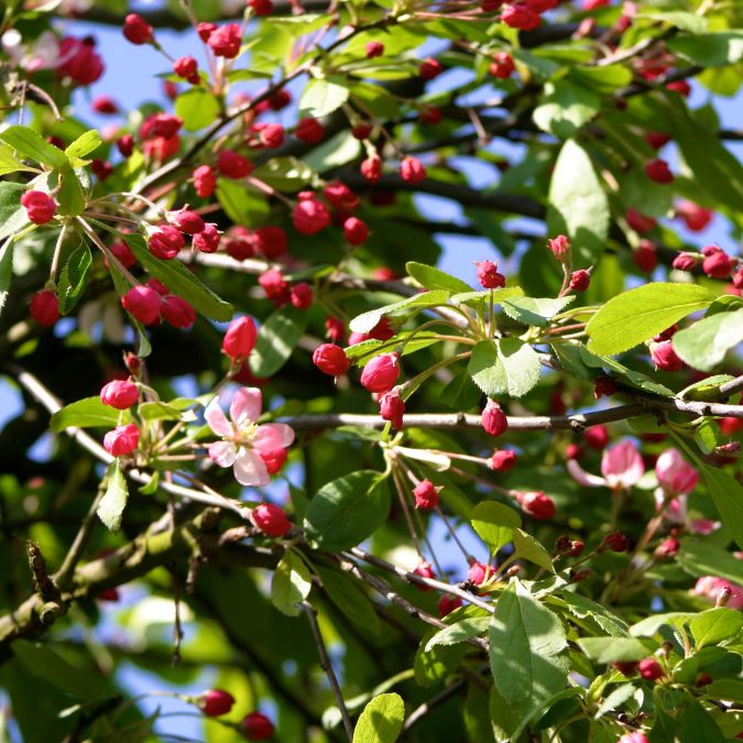 Malus x floribunda