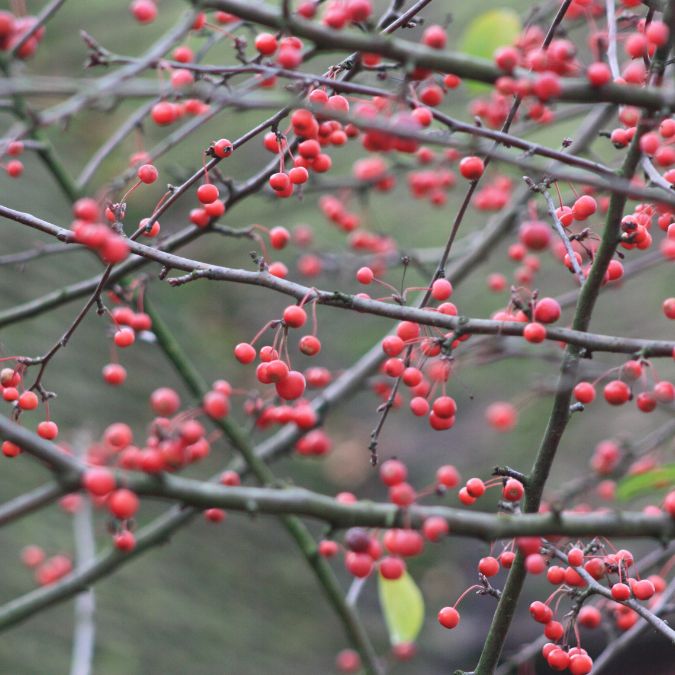 Malus x floribunda