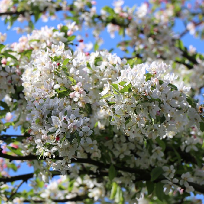 Malus x floribunda