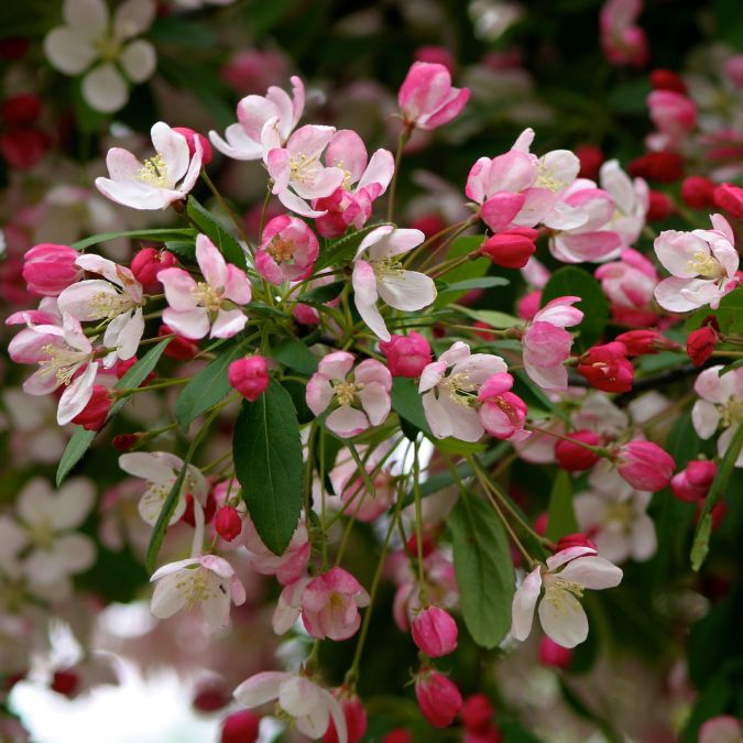 Malus x floribunda